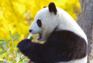 watchguard panda acquisition featured image